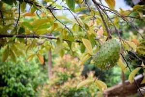 Graviola (Soursop): Anti-Cancer Superfood -graviola fruit pic - Beat Cancer Blog